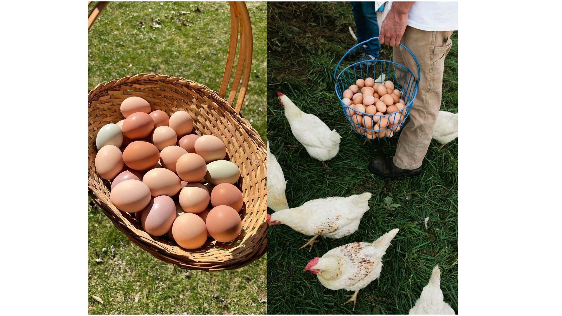 Poultry Farms and Eggs