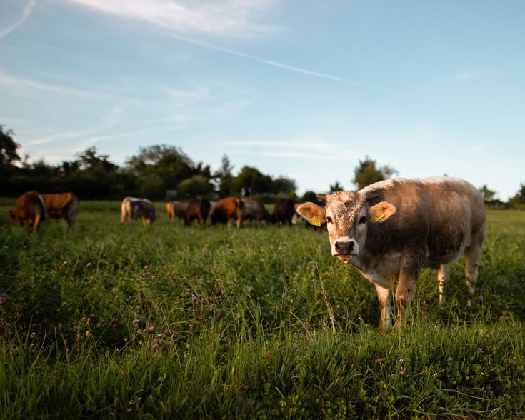 Industrial Agriculture